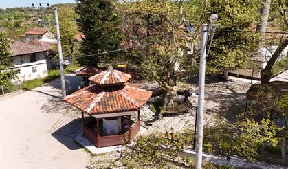 Yalova’da Çukurköy ve Gacık’taki Anıt Ağaçların Bakımı Tamamlandı: Asırlık Çınarlar Koruma Altına Alındı