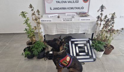 Yalova’da Uyuşturucu Operasyonu: Evde İklimlendirme Sistemiyle Kenevir Yetiştirdi