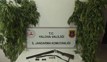 Çiftlikköy'de Uyuşturucu Operasyonu: Serada 46 Kök Kenevir Ele Geçirildi