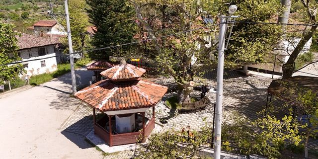 Yalova’da Çukurköy ve Gacık’taki Anıt Ağaçların Bakımı Tamamlandı: Asırlık Çınarlar Koruma Altına Alındı