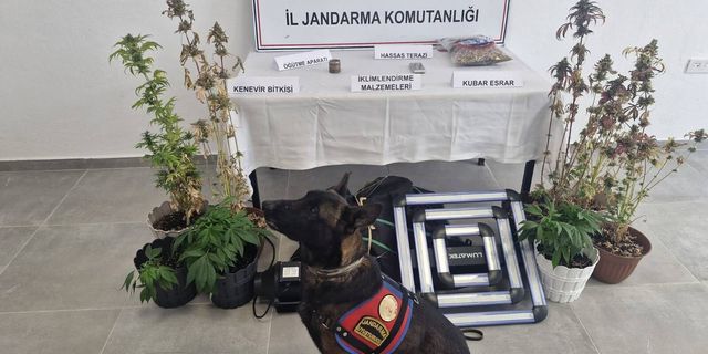 Yalova’da Uyuşturucu Operasyonu: Evde İklimlendirme Sistemiyle Kenevir Yetiştirdi
