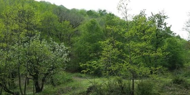 YALOVA’DA ORMAN YANGINLARINA KARŞI 23 MADDELİK TEDBİR PAKETİ
