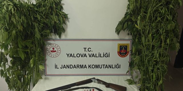 Çiftlikköy'de Uyuşturucu Operasyonu: Serada 46 Kök Kenevir Ele Geçirildi