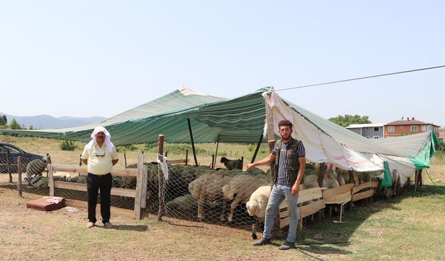Çiftlikköy’de kurban pazarı bayrama hazır
