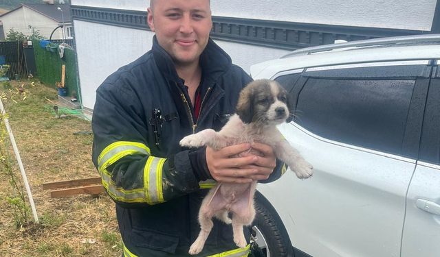 Çiftlikköy itfaiyesi mahsur kalan kedi ve köpeği kurtardı