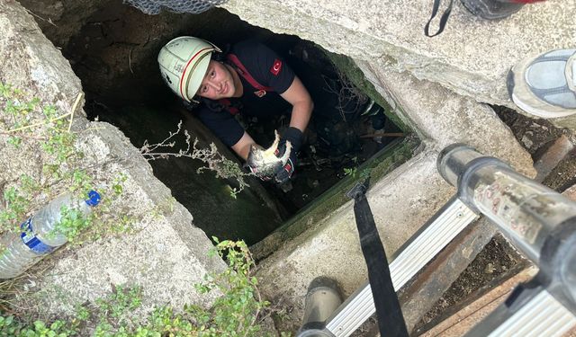 Çiftlikköy itfaiyesi kirpi ve kediyi kurtardı