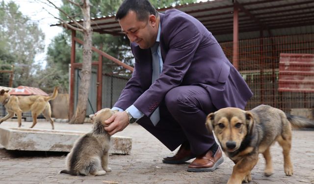 Subaşı Belediyesi’nden Sokak Hayvanları İçin Yeni Adım