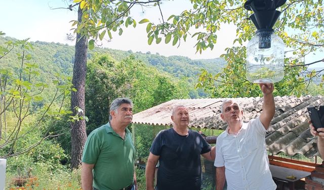 Yalova’da Kahverengi Kokarca İle Mücadele Hız Kesmeden Devam Ediyor