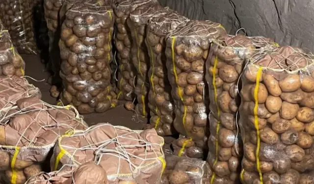 Yurt Dışından Gelen 2 Bin Ton Patates Virüslü Çıktı