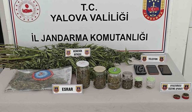 Yalova'da Ormanlık Alanda Kenevir Yetiştiren 3 Kişi Jandarma Tarafından Yakalandı