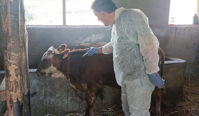 Yalova’da Şap Hastalığına Karşı 13 Bin Büyükbaş Hayvan Aşılanıyor
