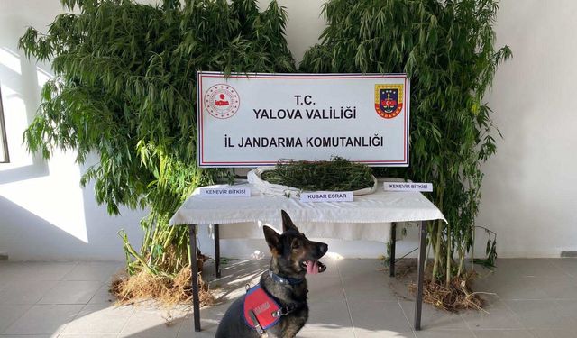 Yalova’da Ormanlık Alanda Kenevir Eken Şahıs Tutuklandı