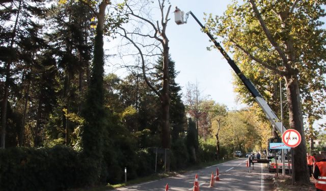 Yalova’da Atatürk’ün Emaneti Çınarlı Hıyaban Yolu’nda Anıt Ağaçlara Bilimsel Bakım Başladı