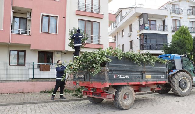 Yalova’da Riskli Ağaçlara Müdahale: Budama Çalışmaları Aralıksız Sürüyor