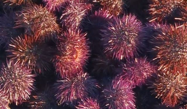 Armutlu’da Mor Deniz Kestanesi Hasadı Başladı: Marmara’nın “Deniz Altını” Tezgâhlarda