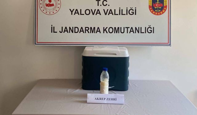 Yalova'da 5 Milyon Dolarlık Akrep Zehri Operasyonu! Jandarmadan Kaçakçılığa Büyük Darbe