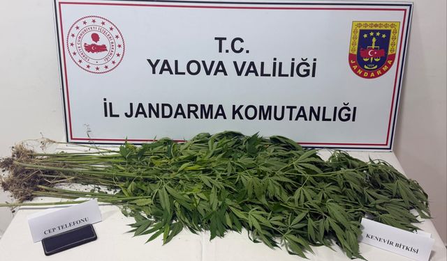 Yalova İl Jandarma Komutanlığından Uyuşturucu Operasyonu: 3 Şüpheli Yakalandı