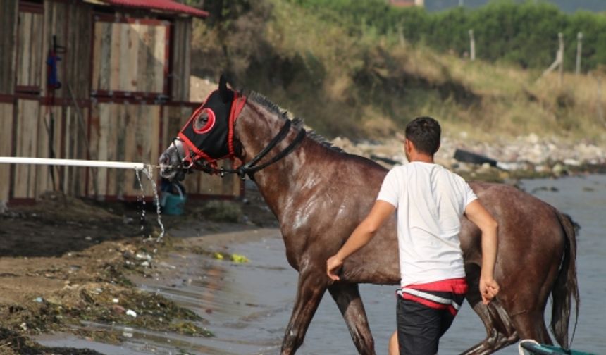 Milyonlık yarış atları, Yalova'da yüzüdürülüyor