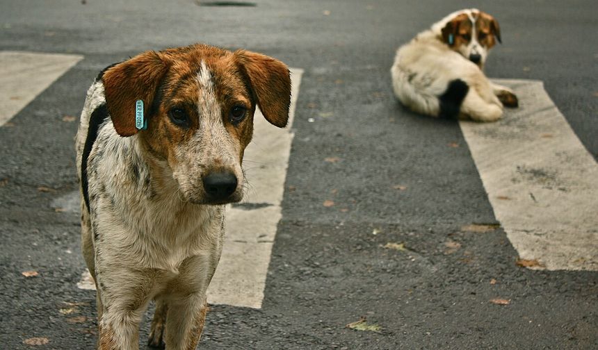 AKP Sokak Köpekleri Düzenlemesini TBMM'ne Sunuyor