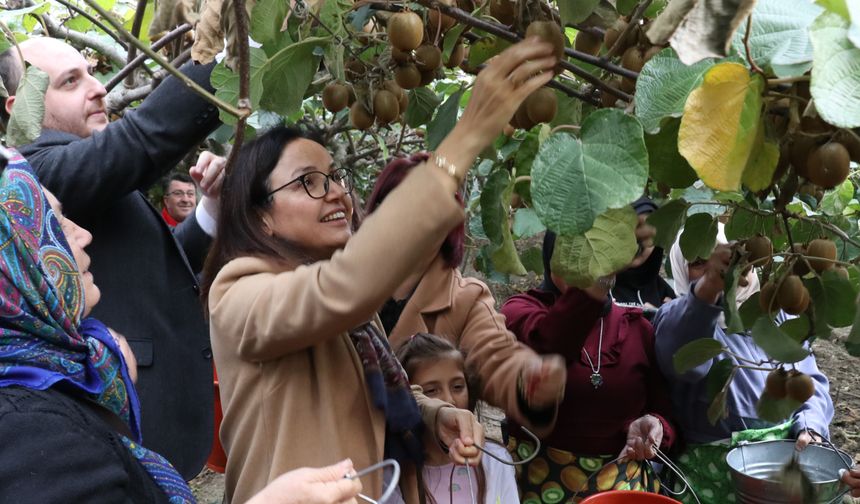 Coğrafi işaretli Yalova kivisinde hasat başladı