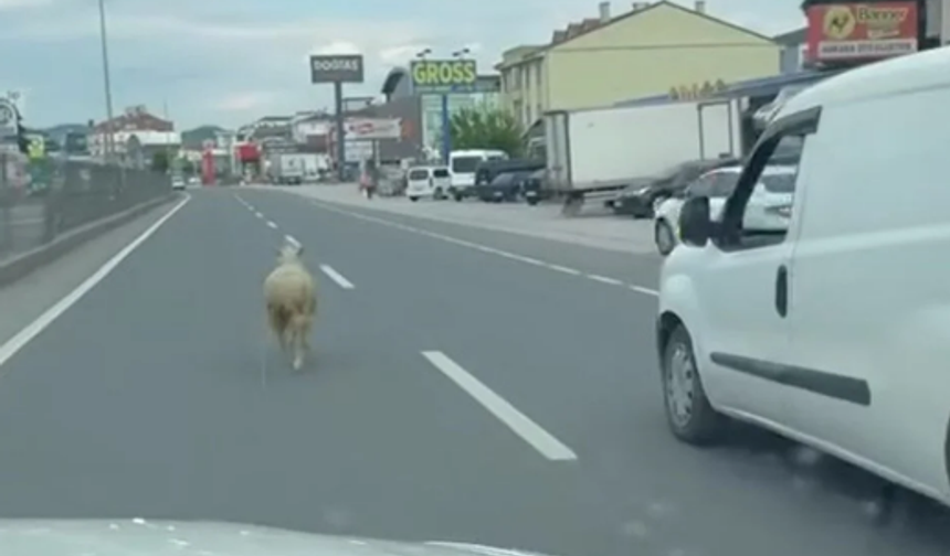 Yalova’da Kara Yoluna Kaçan Koyun Yakalandı