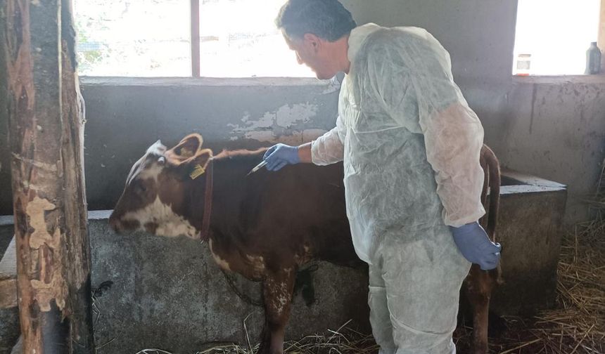 Yalova’da Şap Hastalığına Karşı 13 Bin Büyükbaş Hayvan Aşılanıyor