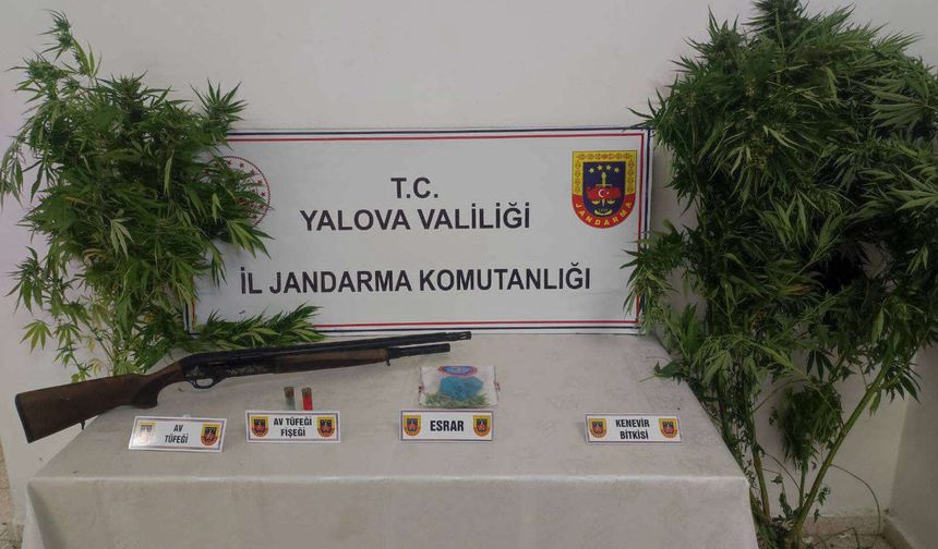 Yalova’da Jandarmadan Uyuşturucu Operasyonu: İki İlçede Baskın