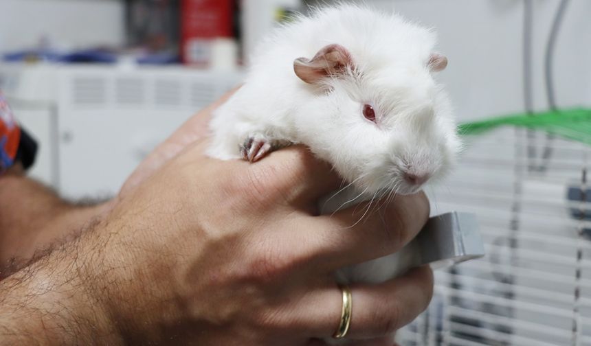 Yalova’da Sevimli Bir Ginepig Yeni Sahibini Bekliyor