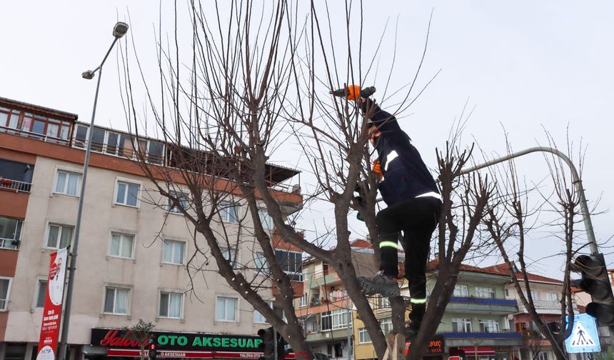 Şehit Ömer Faydalı Caddesi’nde Budama Çalışmaları Sürüyor