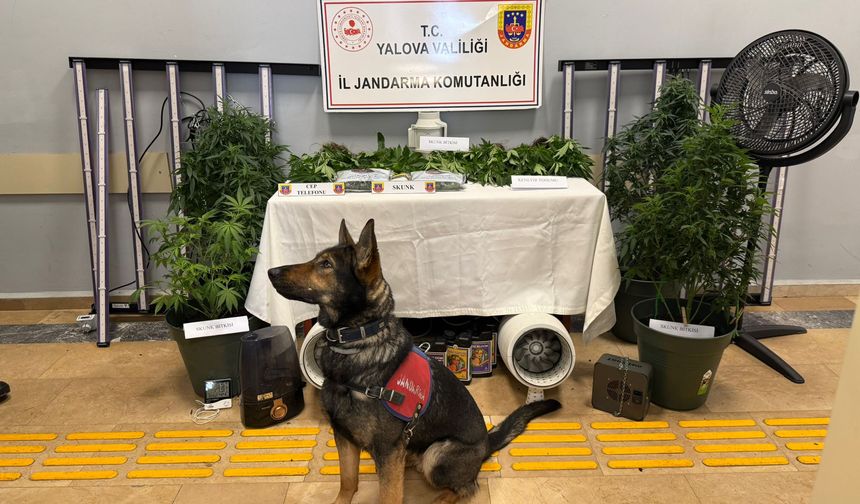 Yalova’da Skunk Operasyonu: İklimlendirme Sistemiyle Uyuşturucu Yetiştiren 2 Şüpheli Tutuklandı