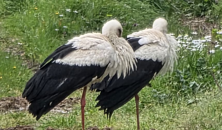 Leylekler Göç Yolunda Armutlu’da Mola Verdi: Yalova Semalarında Bahar Müjdesi