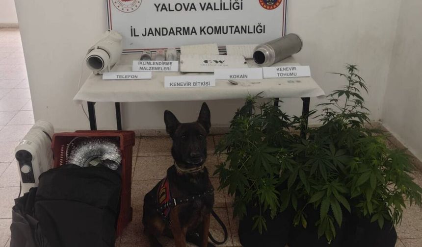 Çınarcık’ta Evde Kenevir Yetiştiren Şüpheliye Adli Kontrol