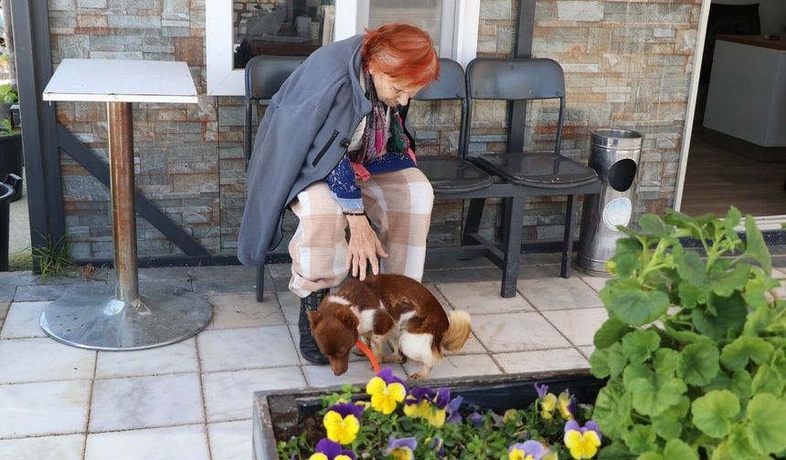 Çiftlikköy’de Duygulandıran Buluşma: 90 Yaşındaki Cevriye Teyze Köpeği Fındık’la Kavuştu