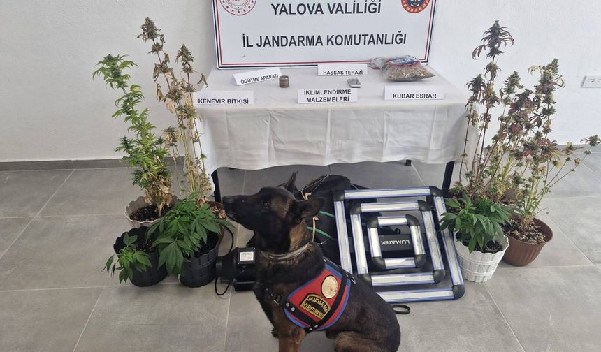 Yalova’da Uyuşturucu Operasyonu: Evde İklimlendirme Sistemiyle Kenevir Yetiştirdi