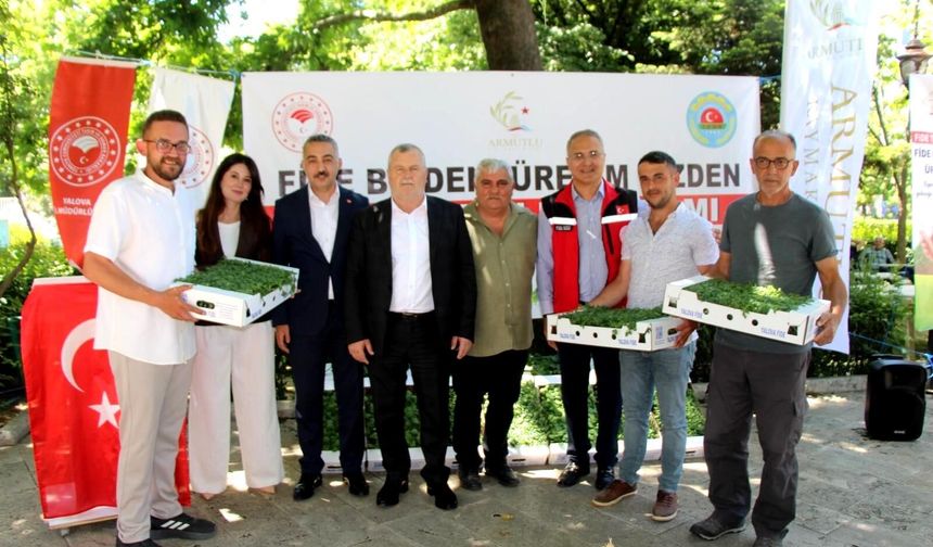 Armutlu’da Üreticilere 20 Bin Sebze Fidesi Desteği