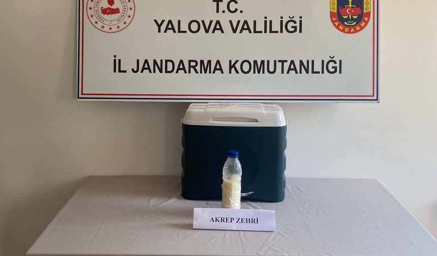 Yalova'da 5 Milyon Dolarlık Akrep Zehri Operasyonu! Jandarmadan Kaçakçılığa Büyük Darbe