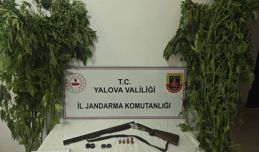 Çiftlikköy'de Uyuşturucu Operasyonu: Serada 46 Kök Kenevir Ele Geçirildi
