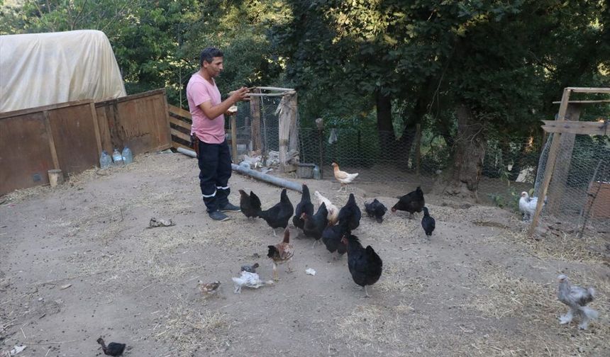 İş Stresinden Kaçtı, Köyünde Hayvancılıkla Huzuru Buldu