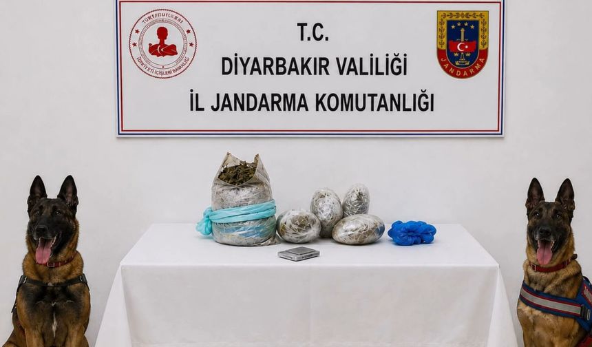 Diyarbakır’da Büyük Kenevir Operasyonu: 217 Bin 608 Kök Kenevir İmha Edildi