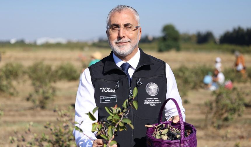 Bakan Işıkhan Yalova’da Aronya Hasadına Katıldı