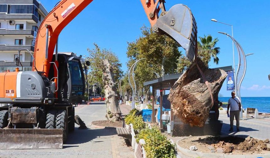 Gazipaşa Caddesi’ndeki 11 Anıt Çınar Kontrollü Şekilde Kaldırılıyor