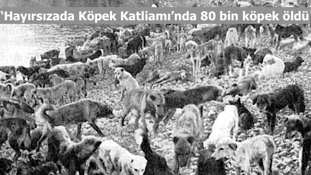 Köpek katliamı