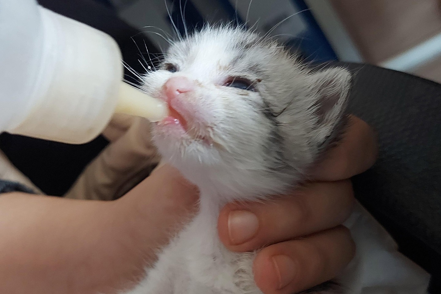 Çiftlikköy Belediyesi Sokak Hayvanlarına Mayıs Ayında Tam Destek Verdi4