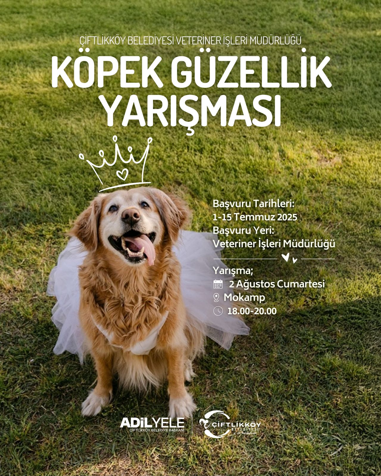 Yalova’nın İlk Köpek Güzellik Yarışması Çiftlikköy’de Gerçekleşecek