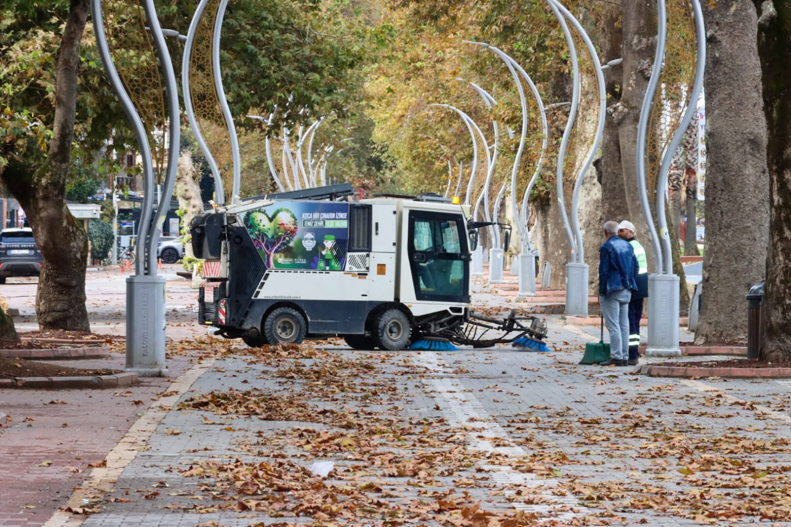 Gazipaşa Caddesi Anıt Ağaç (1)