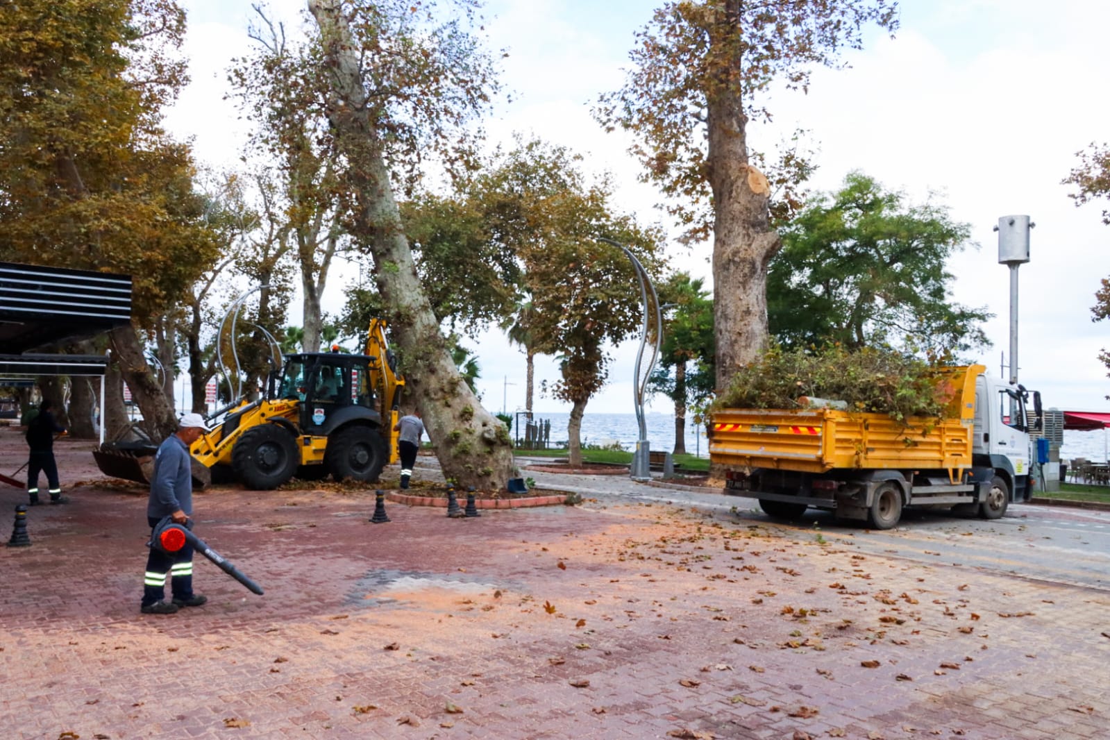 Gazipaşa Caddesi Anıt Ağaç (4)