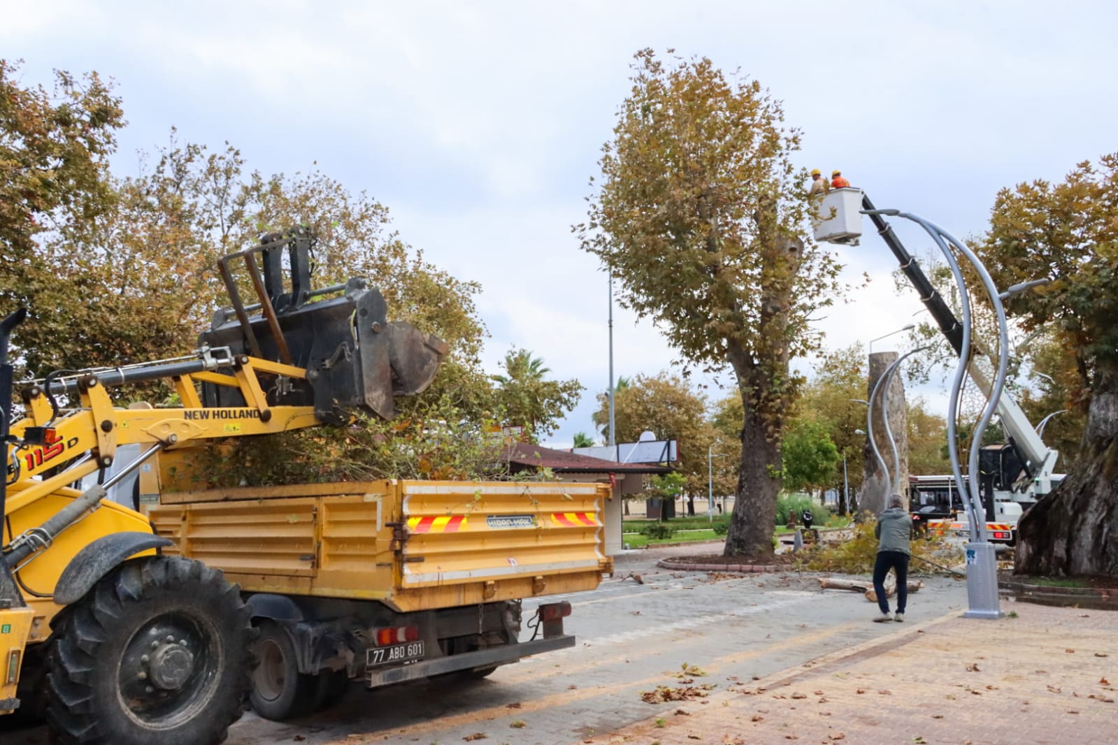 Gazipaşa Caddesi Anıt Ağaç (6)