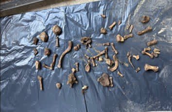 I M G 20251124 W A0003