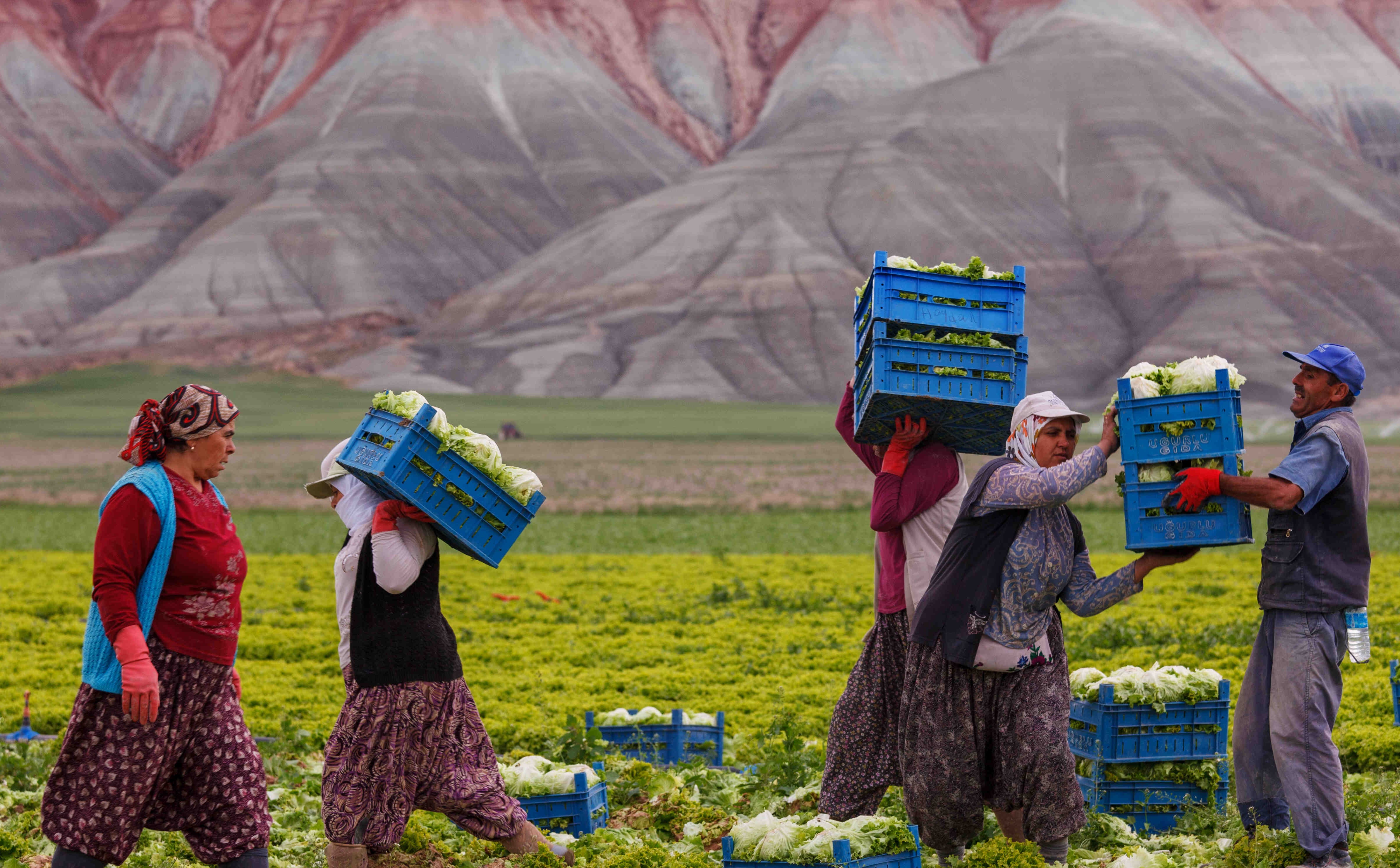 Min T U R K I Y E T A R I M