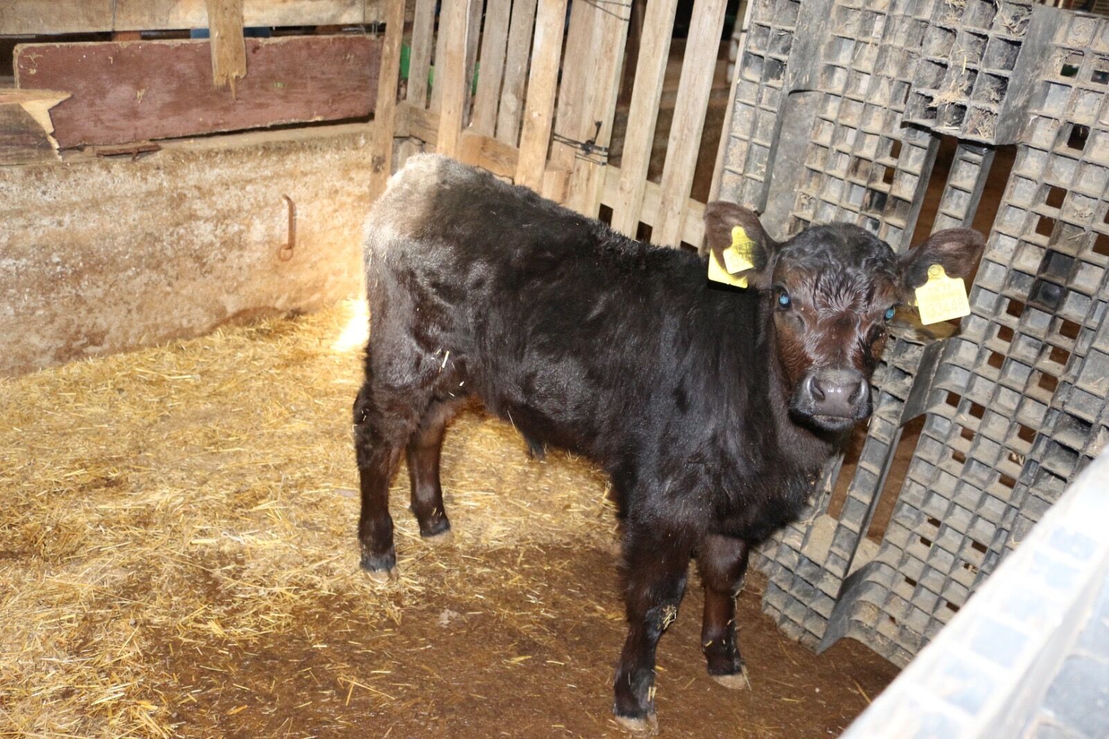 E8F8933B E381 48F4 81Ac F45Cdebc91Fc